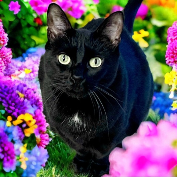 Meet your Posher, Jenny 🐈‍⬛ - Picture 2 of 10